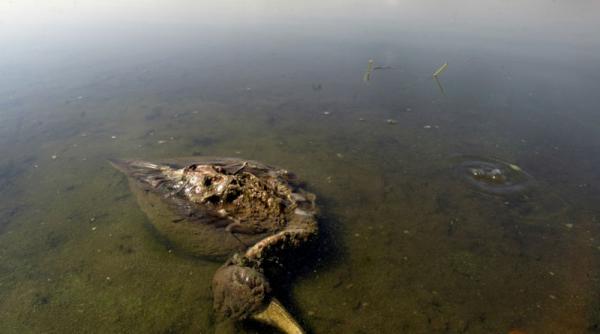 2 300 de pasari moarte gasite pe o plaja din chile