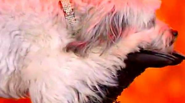 cel mai talentat britanic pudsey catelul 007 video