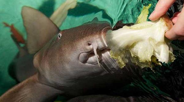 florence rechinul vegetarian care adora salata