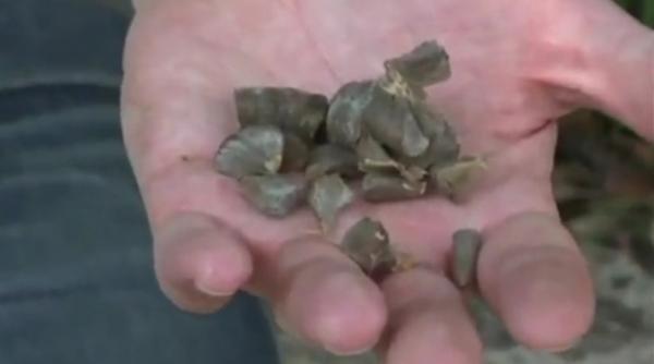 video respiratia diavolului cel mai periculos drog din lume vezi ce proprietati incredibile are