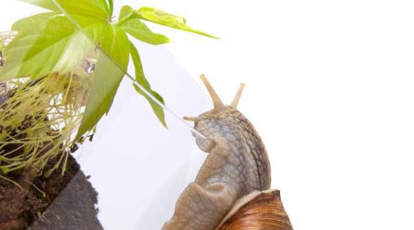 cat de intoleranti suntem la unele alimente