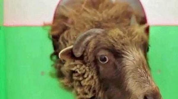 opera de arta moderna oaia norbert si ghilotina video