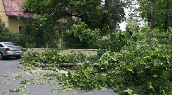 sus drujbele au taiat artarii si platanii sa si faca piscina