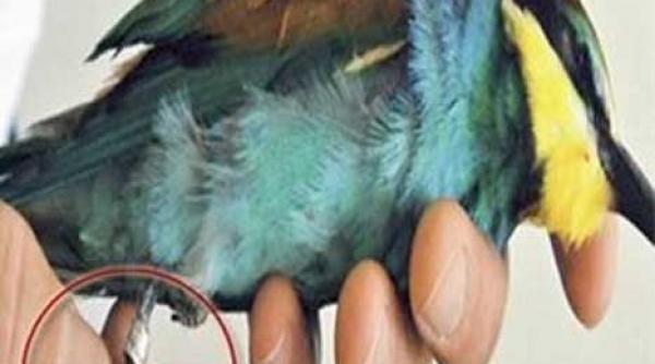 angry birds spioneaza in slujba mossadului