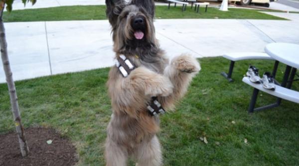 cel mai destept caine a invatat sa mearga pe bicicleta in numai 10 saptamani video