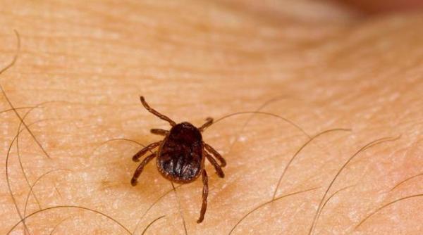 cinci persoane muscate de capuse la brasov internate cu boala lyme