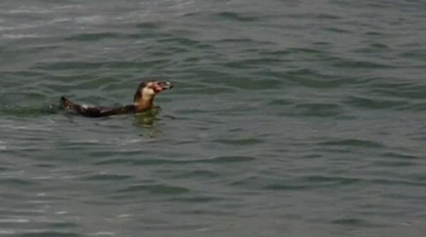 video pinguinul 337 care a evadat acum doua luni de la parcul acvatic din tokyo a reaparut in portul orasului