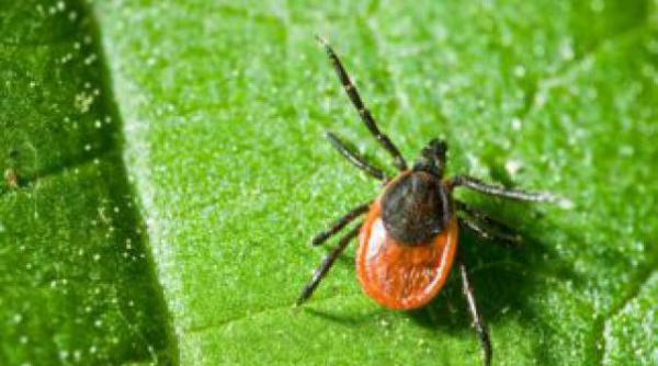 320 de persoane au ajuns la spital dupa ce au fost intepate de capuse trei leacuri clasice care te pot ajuta