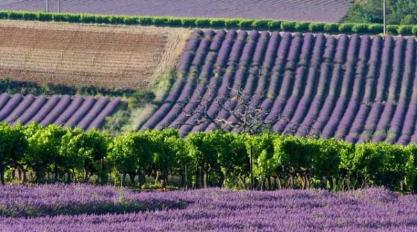 parfum de guillotine si alte arome provensale