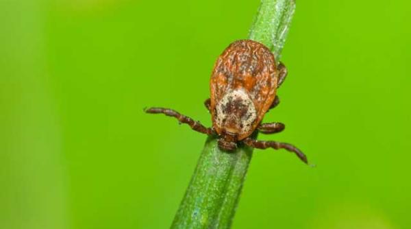 boala lyme simptom diagnostic tratament