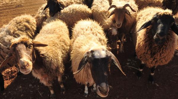 dambovita ciobanii arunca sau incendiaza lana pretul acesteia fiind prea mic