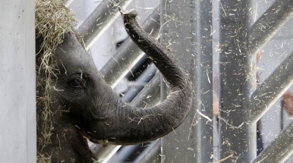 polonezii scot la bataie elefantul citta pentru a prezice rezultatele la euro 2012