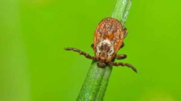 raport privitor la afectiunile provocate de muscatura de capusa pe masa premierului romaniei