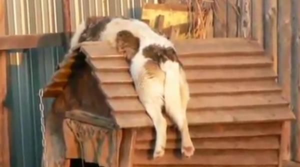 cel mai lenes caine din lume la plaja pe acoperis video