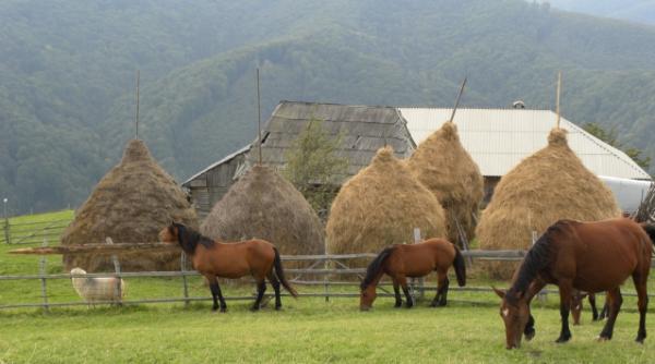 miercurea baltatelor si pastile cailor
