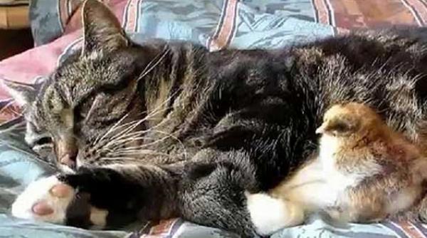 un pui de gaina si o pisica somnoresc impreuna video