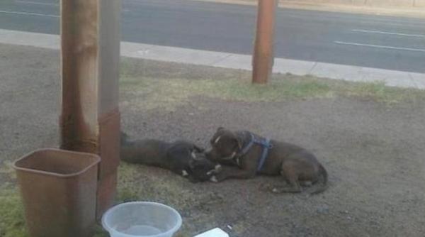 vezi fotografia care a bulversat facebook un pitbull a stat 14 ore la capataiul partenerei ucisa de o masina