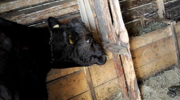 copil de 5 ani calcat in picioare de vaca din gospodarie animalul s a speriat din cauza furtunii