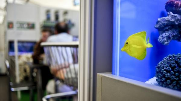 caluti de mare pesti clovn pisica de amazon la aqua expo din parcul herastrau