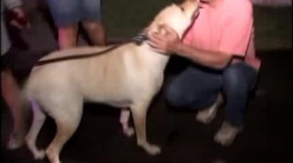 un labrador e erou in sua dupa ce si a salvat familia dintr un incendiu video