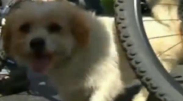 video un maidanez a alergat 1 700 de kilometri urmarind un biciclist care i a dat de mancare