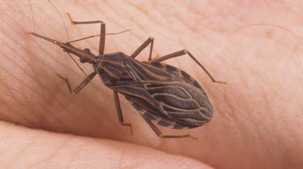 panica in sua noua sida este transmisa de insecte si poate cauza explozia inimii si a intestinelor