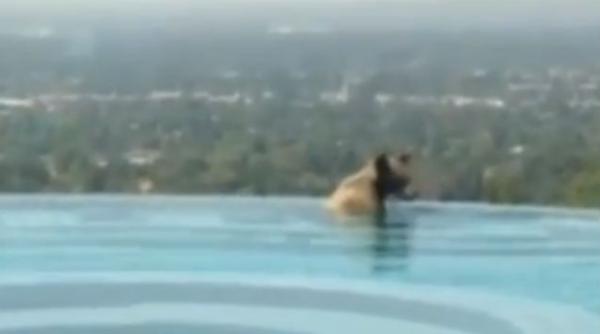video un urs s a racorit intr o piscina din california