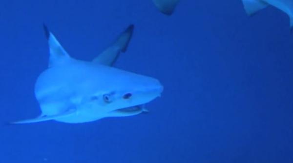 video rechini pisici de mare si pesti piranha in herastrau vietatiile au fost asaltate de copii