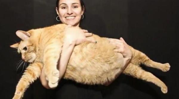 cantareste aproape 15 kilograme si este probabil cea mai grasa pisica din lume video