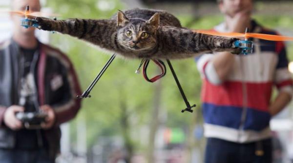 tribut adus pisicii moarte a transformat o in elicopter video