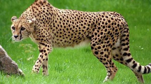 doi gheparzi au fugit de la gradina zoologica din salzbourg