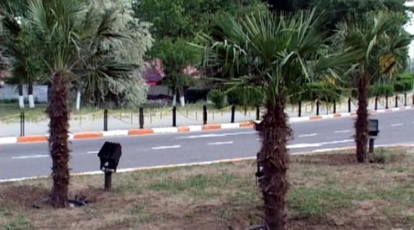 imaginatia hotilor nu cunoaste limite au furat 24 de palmieri dintr un parc din eforie sud