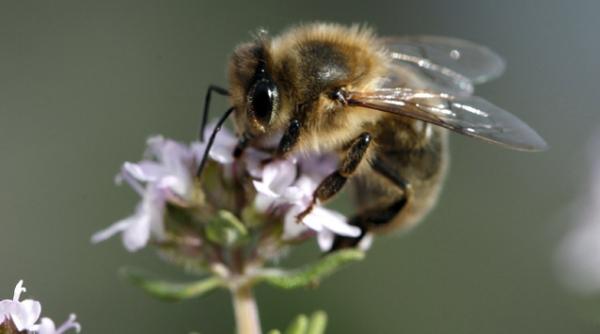 intepaturile de insecte de la simple iritatii locale la soc anafilactic
