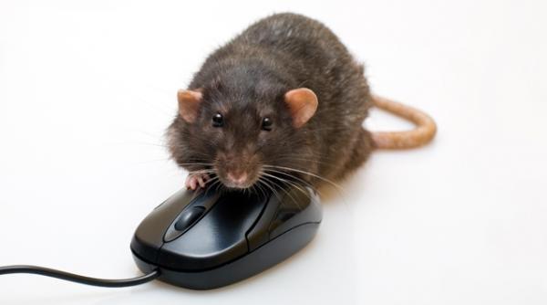 de ce sobolanii sunt mai inteligenti decat google