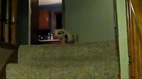 cum si a invins porcusorul hamlet teama de inaltime video