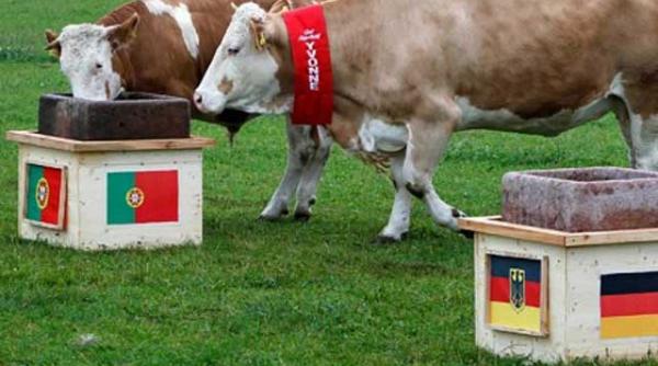 vaca yvonne face predictii pentru meciurile germaniei