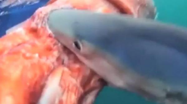 video un rechin albastru mananca un calamar urias