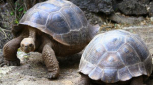 doua broaste testoase uriase au divortat dupa 115 ani petrecuti impreuna