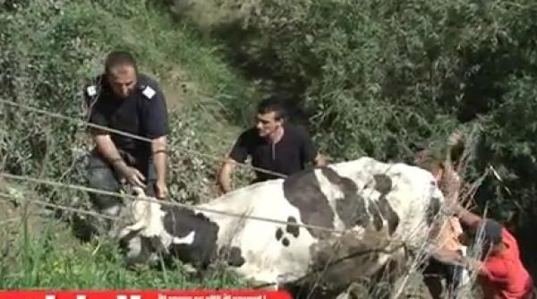 pompierii au salvat o vacuta care cazuse in raul putna video