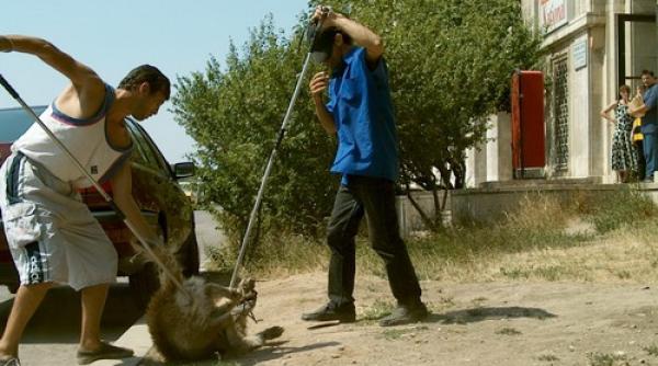 hingheri atacati cu ranga de catre o iubitoare de animale