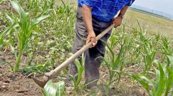 un bistritean i a dat cu sapa in cap rivalului enervat ca l a batut de doua ori in aceeasi zi