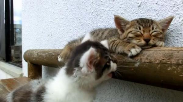video amuzant o pisica nu isi lasa prietenul sa doarma