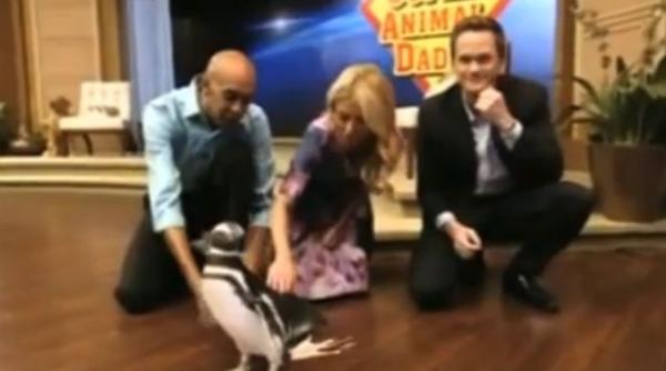 video un pinguin si a facut nevoile intr o emisiune