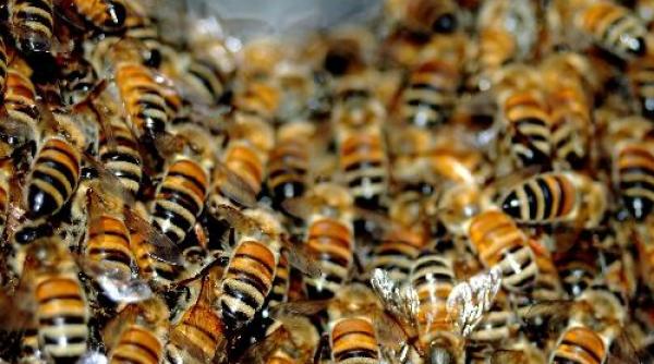 patru botosaneni au ajuns in stare critica la spital dupa ce au fost intepati de albine