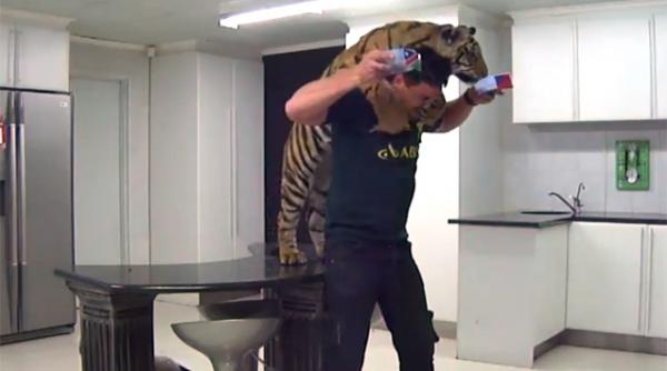 video un cuplu locuieste in aceeasi casa cu un tigru bengal