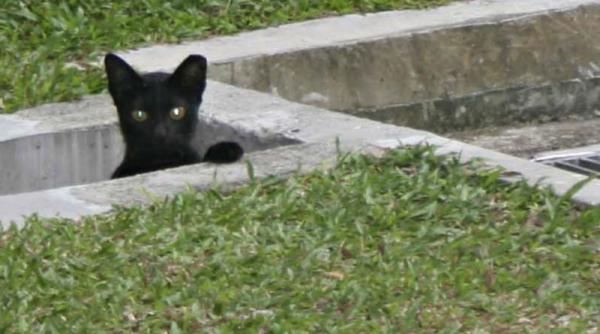 un barbat s a imbolnavit de ciuma dupa ce a salvat un soarece din gura pisicii