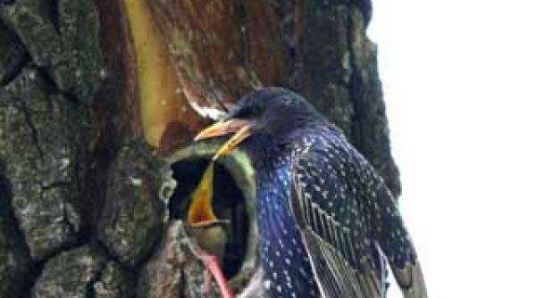 ecoterorismul o notiune de redefinit