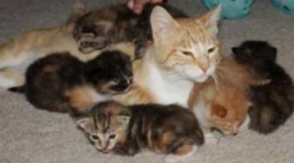 o pisica a vrut sa si salveze puii si a fost impuscata in cap