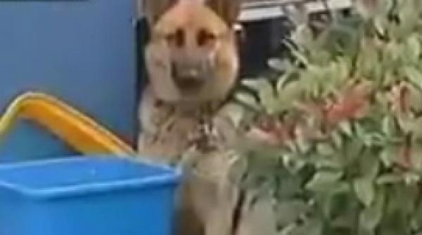 induiosator un caine isi asteapta stapanul sa iasa din arest in fata sectiei de politie video