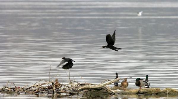 delta dunarii in pericol ar putea deveni teatrul unui macel un poligon de tragere cu tinte vii